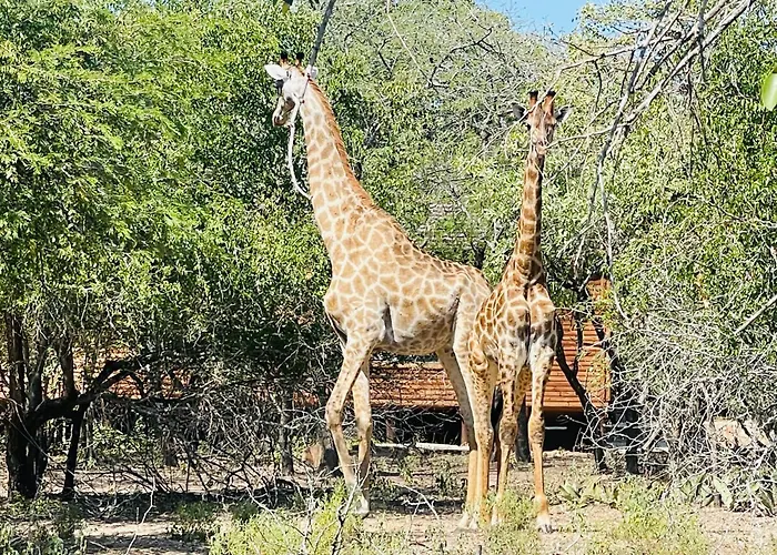 Umhlanga Kruger