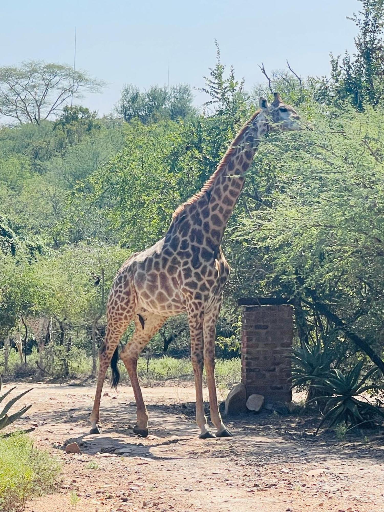 Umhlanga Kruger Marloth Park