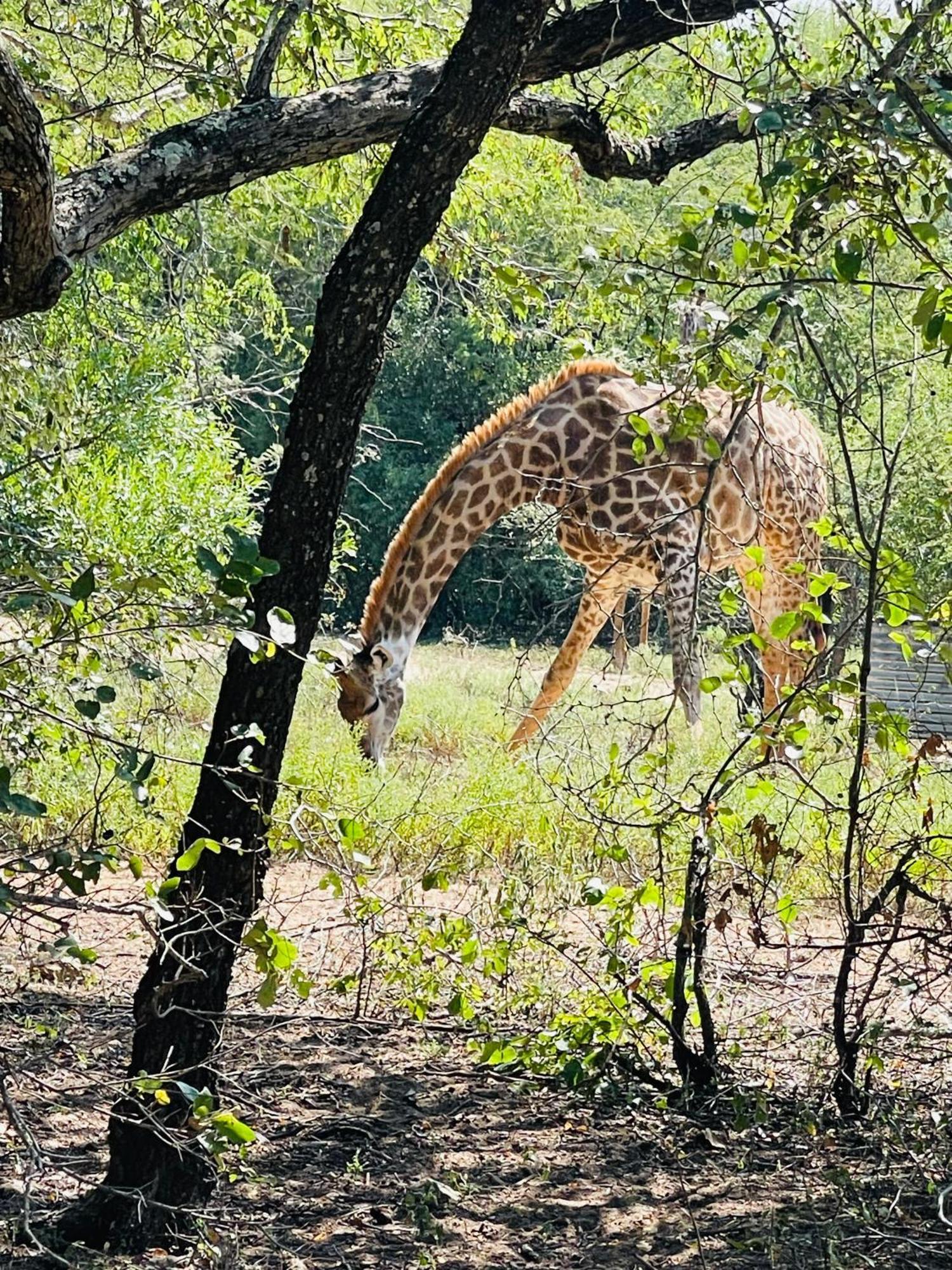 Umhlanga Kruger * Marloth Park